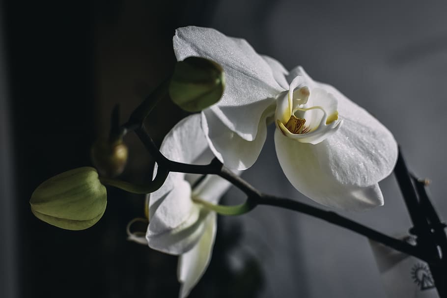 white, orchid, bloom, flower, blossom, plant, exotic, tropical HD wallpaper