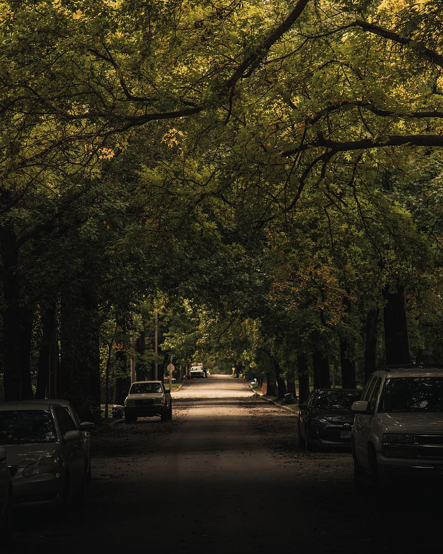 asphalt road surrounded by trees, car, vehicle, automobile, transportation HD wallpaper