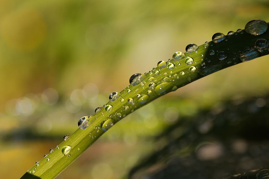 rain, pearl, nature, leaf, dew, plant, moisture, environment HD wallpaper