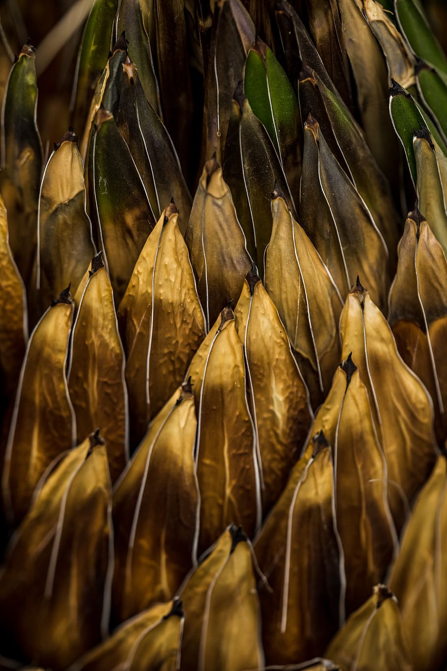 brown leaves, close-up, leaf, dry, no people, plant part, selective focus HD wallpaper