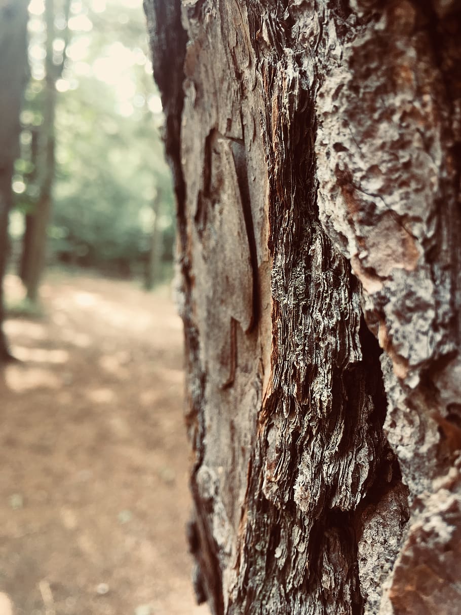 tree, plant, tree trunk, united states, unnamed road, middle island HD wallpaper