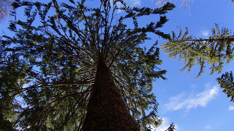 slovenia, bled, tree, plant, sky, low angle view, growth, tree trunk HD wallpaper