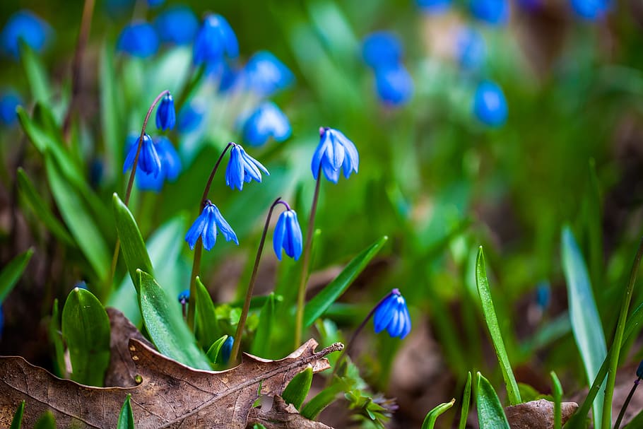 spring, flowers, macro, blue, green, garden, flora, plant, flowering plant HD wallpaper