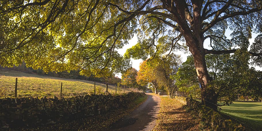 dirt pathway between wall and treres, tree, plant, direction HD wallpaper