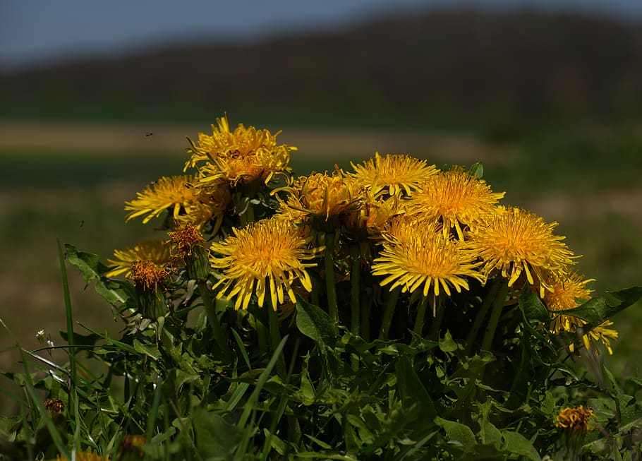 dandelion, blossom, bloom, insect, yellow, green, nature, plant HD wallpaper