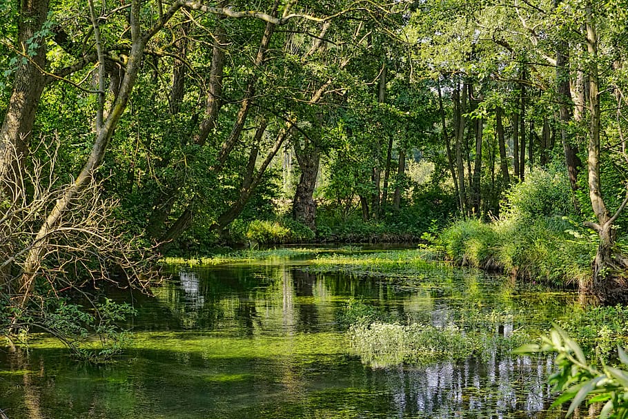 nature, river, landscape, trees, forest, water, scenic, mirroring HD wallpaper