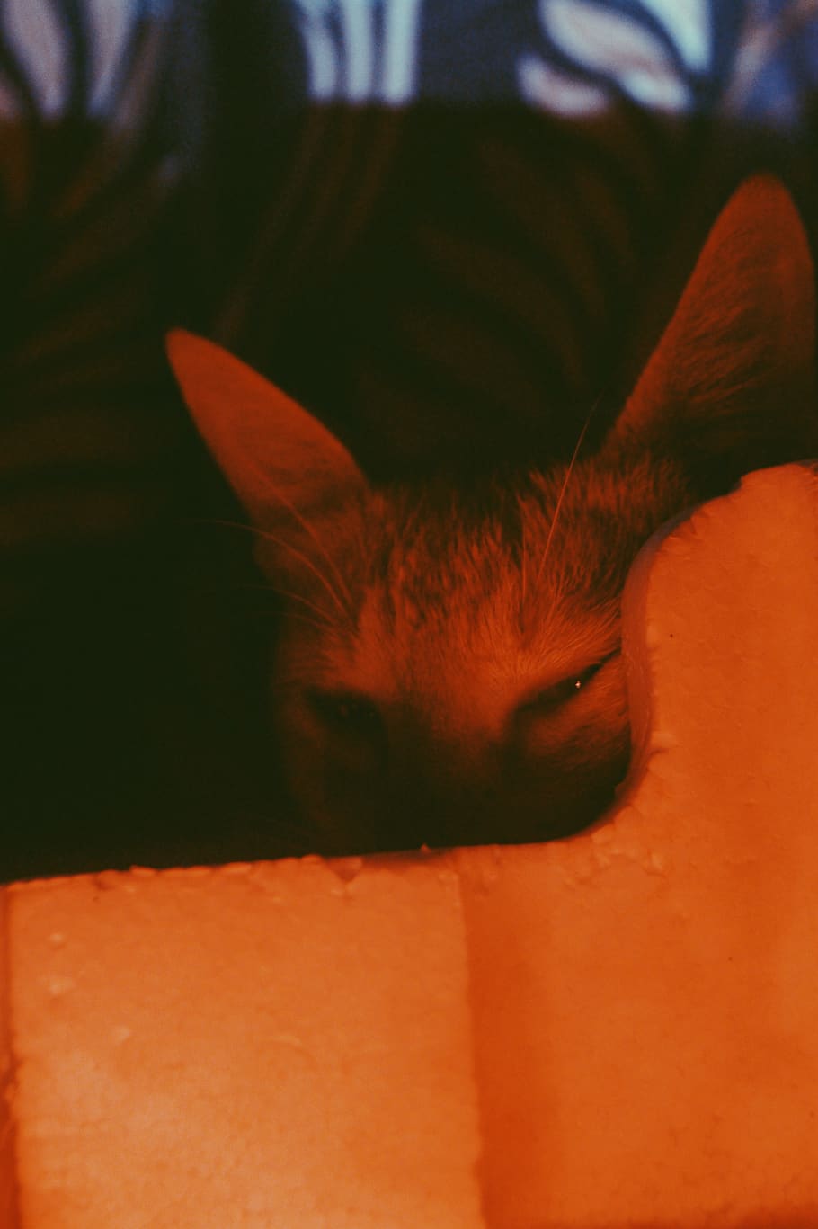 cat, purple, red, orange, mammal, one animal, animal themes HD wallpaper
