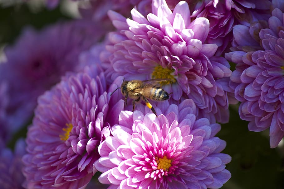 Pink Flowers, bee, flowering plant, fragility, beauty in nature HD wallpaper