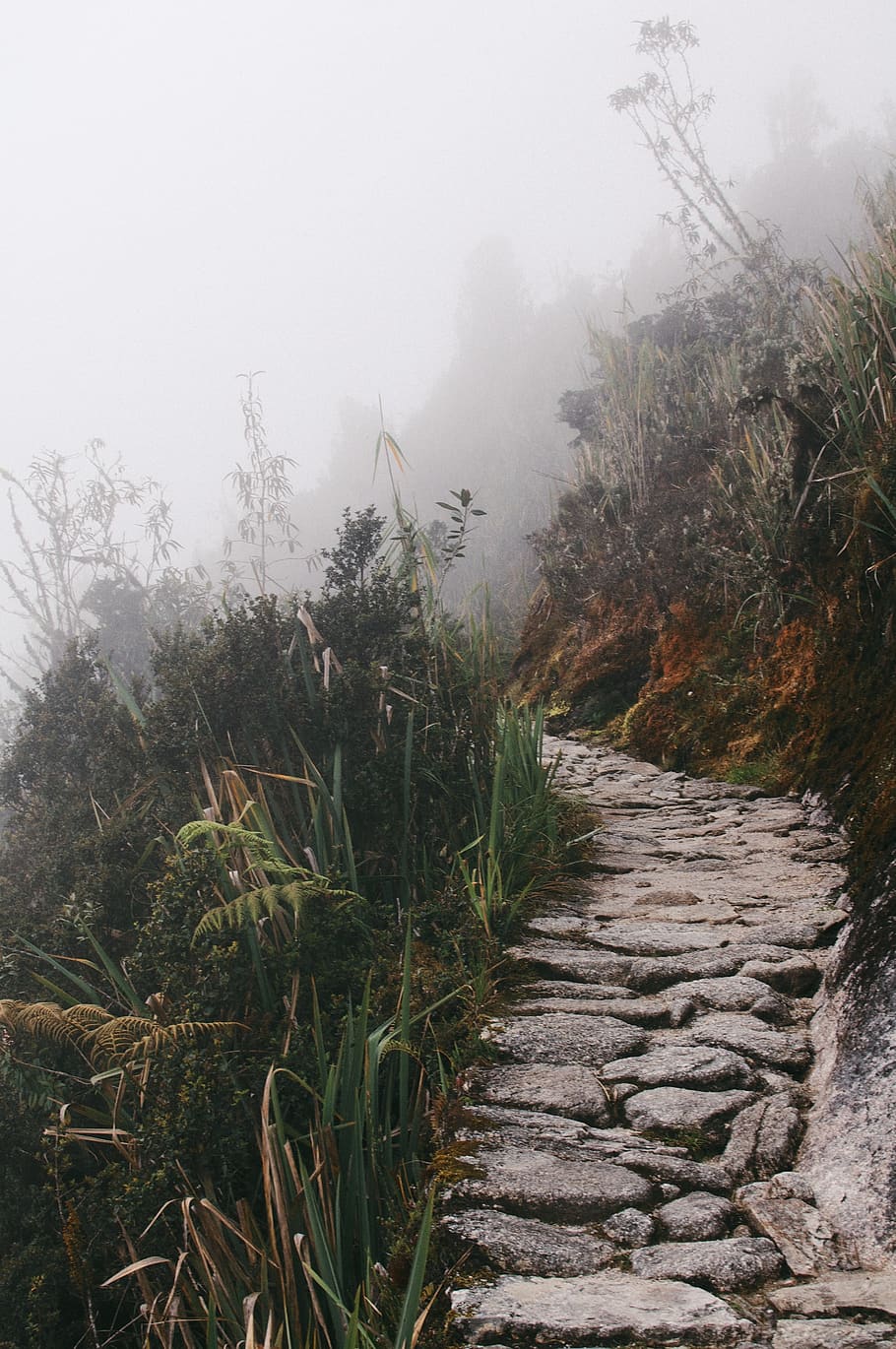 trail, path, mountains, hill, woods, forest, nature, sport HD wallpaper