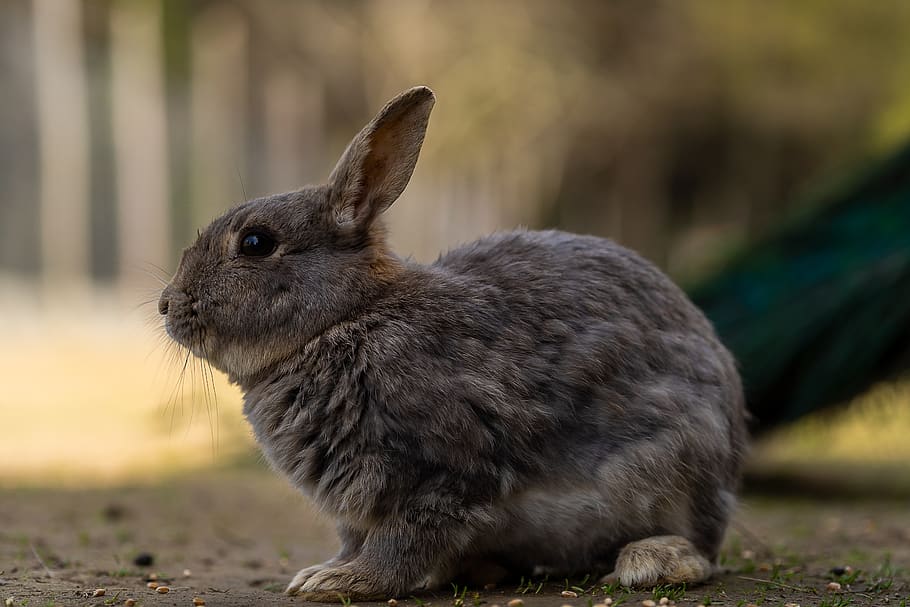 animal, hare, rabbit, easter, cute, animal world, mammal, ears HD wallpaper