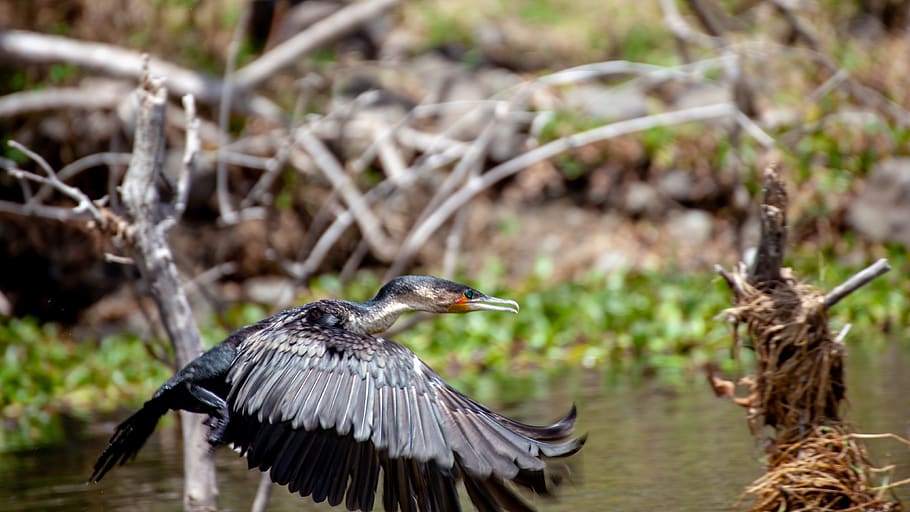bird, tree, river, flight, waters, branch, watch, fast, animal wildlife HD wallpaper