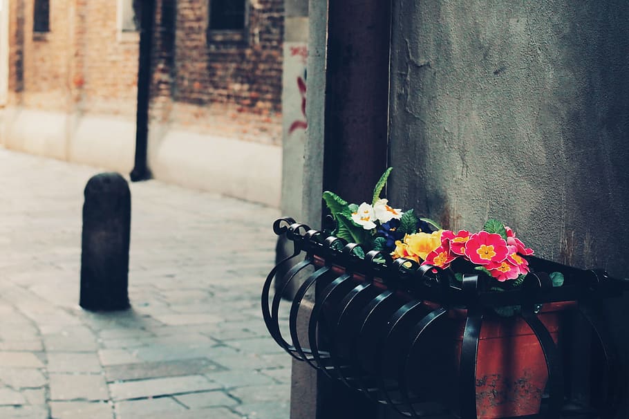 Black Steel Flower Vase Case, bloom, blossom, flora, flowers HD wallpaper