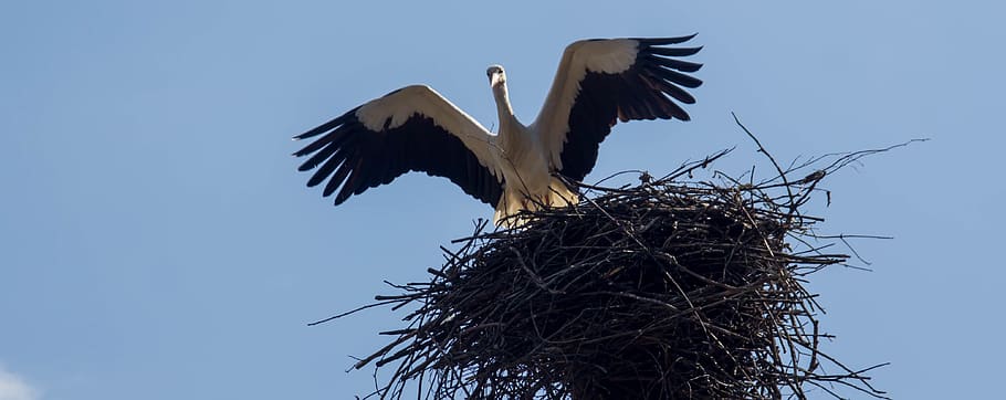 bird, stork, jack, nature, spring, sky, animal themes, animals in the wild HD wallpaper