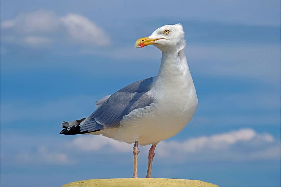 gull, sea, water, wind, bird, nature, flying, coast, animal HD wallpaper