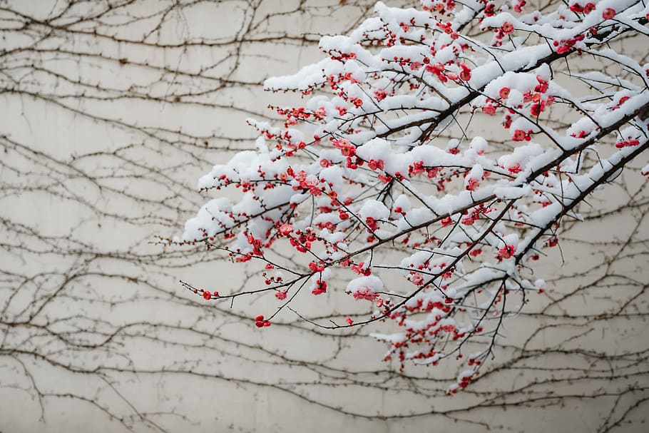 petaled flower filled with snow, plant, blossom, cherry blossom