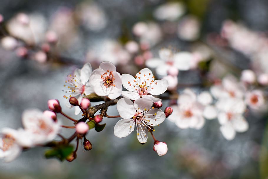 white flower, plant, blossom, pollen, cherry blossom, petal, anemone HD wallpaper