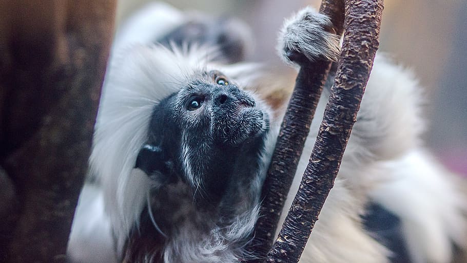 monkey in tree, animal, wild animal, wilderness, wild life, unique monkey HD wallpaper