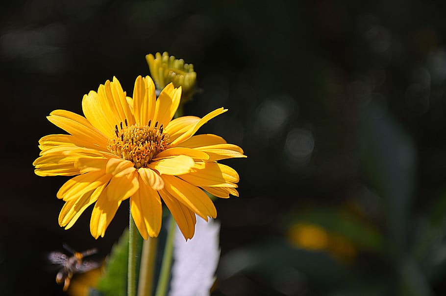 sun brews, flower, bloom, blossom, yellow, flower garden, composites HD wallpaper