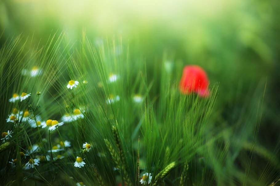 grass, meadow, nature, summer, field, poppy, flowers, bokeh HD wallpaper