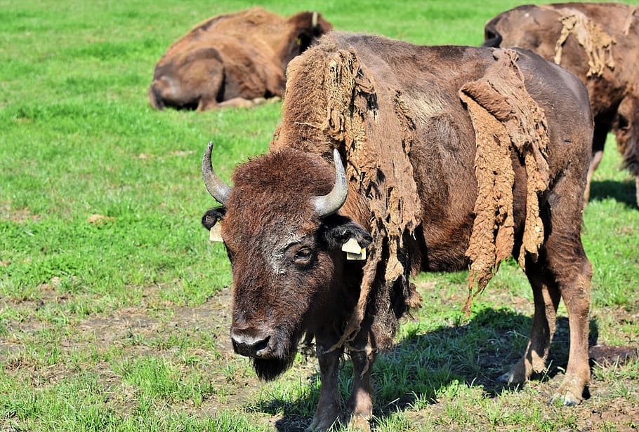 Hd Wallpaper Bison Buffalo Horns American Bison Wild Livestock Beef Wallpaper Flare 5361