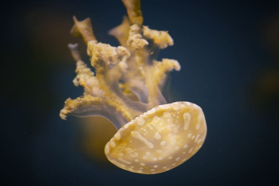 yellow jellyfish, animal wildlife, sea, water, animals in the wild HD wallpaper