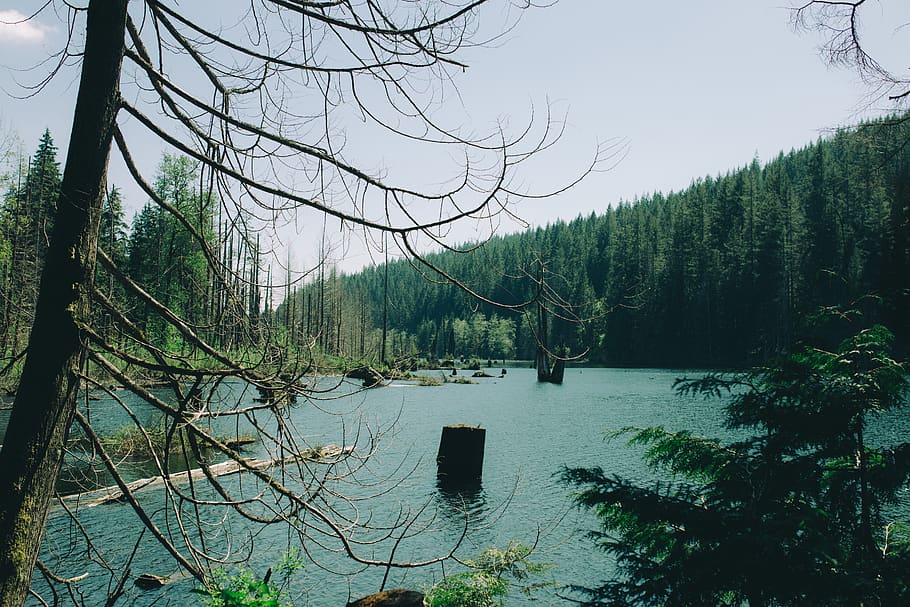 canada, coquitlam, lake, tree, plant, water, beauty in nature HD wallpaper