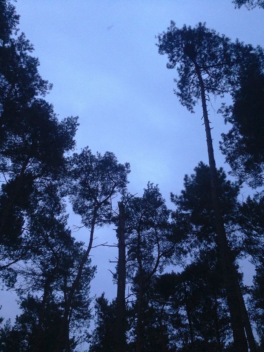 tree tops, forest, dark, darkness, plant, low angle view, sky HD wallpaper