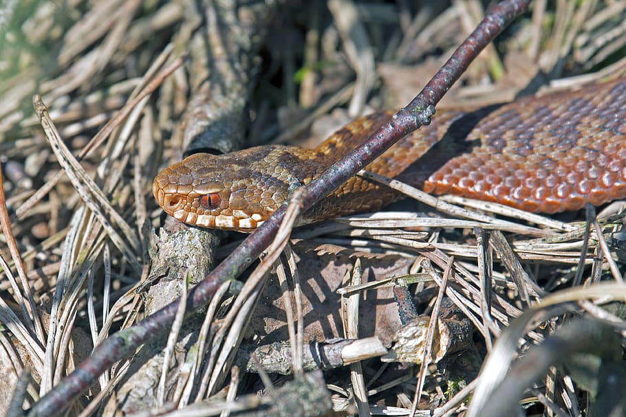adder, snake, moor, toxic, animal themes, reptile, animal wildlife HD wallpaper