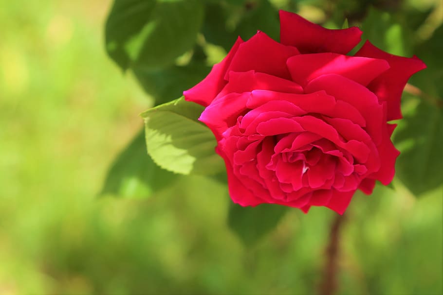 rose, spring, flower, nature, love, romantic, plant, garden HD wallpaper