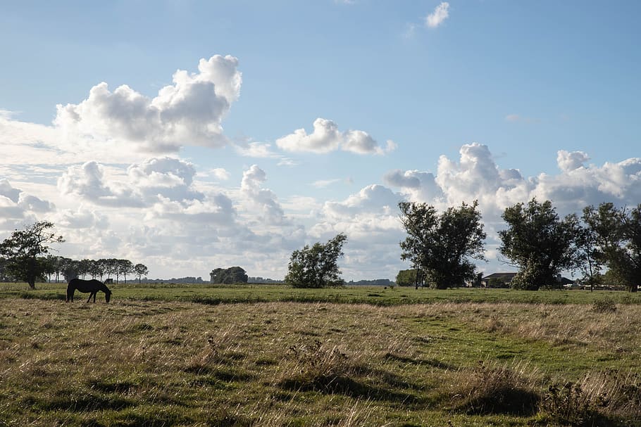 clouds, cloudy sky, pasture, view, horse, browser, heaven, landscape HD wallpaper