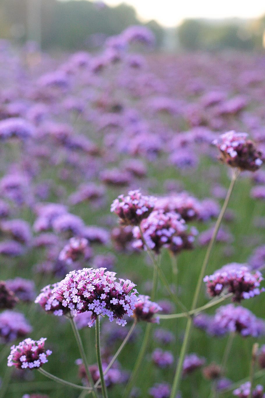 flower, flowering plant, freshness, vulnerability, fragility HD wallpaper
