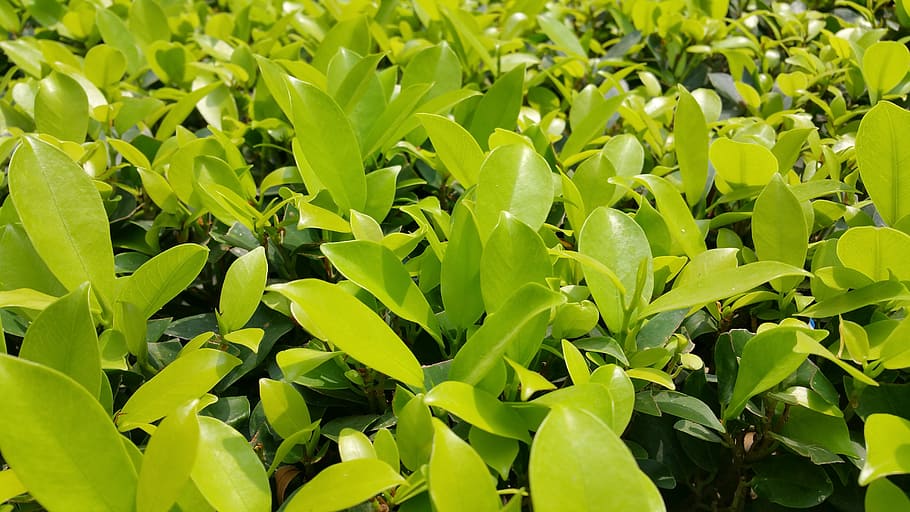 Green Plants, beautiful, blooming, blur, bright, color, dark green HD wallpaper