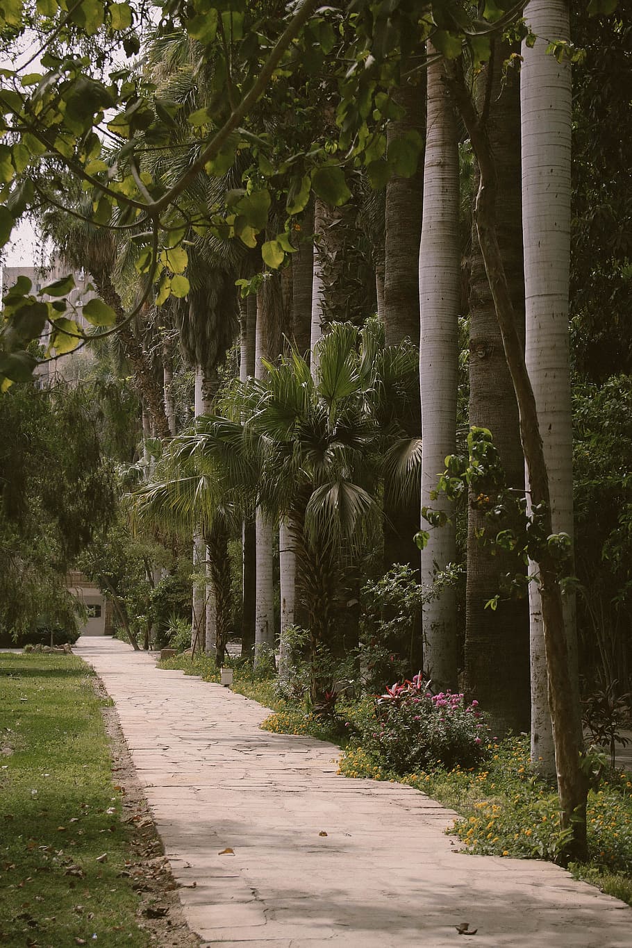 Palm Trees Beside Gray Paved Pathway, daylight, environment, evergreen HD wallpaper