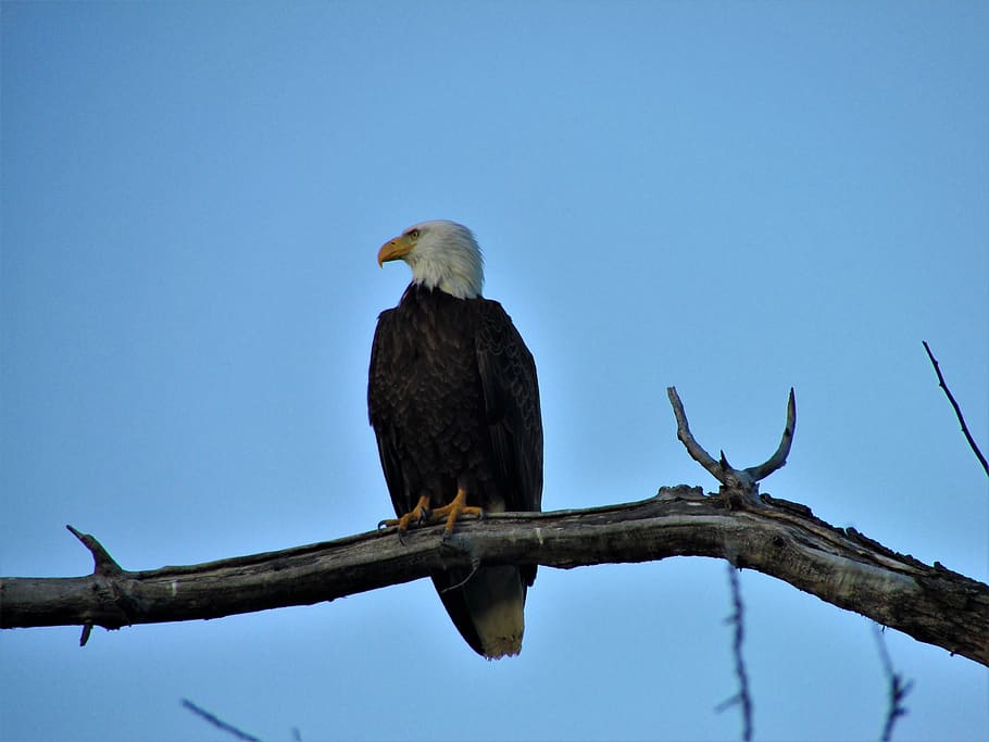united states, bald, eagle, bald eagel, tree branch, blue, bird HD wallpaper