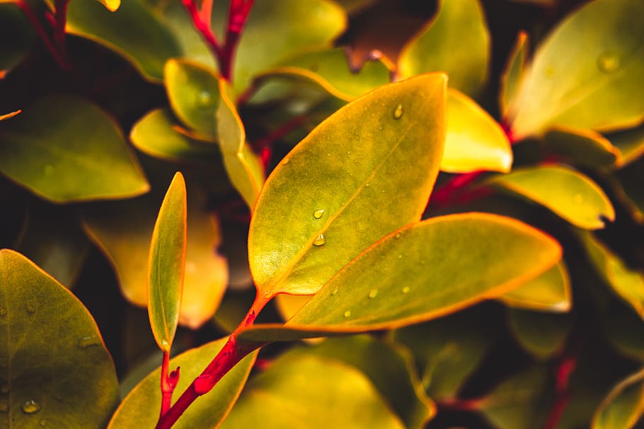 leave, leaves, green, stem, focus, macro, red, saturated, leaf HD wallpaper