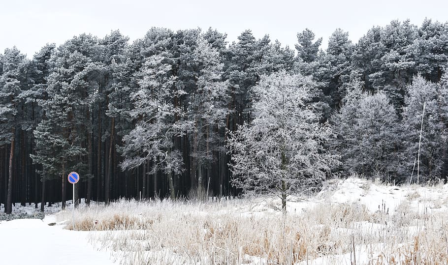 winter, snow, forest, snowy forest, wintry forest, frost, frozen HD wallpaper