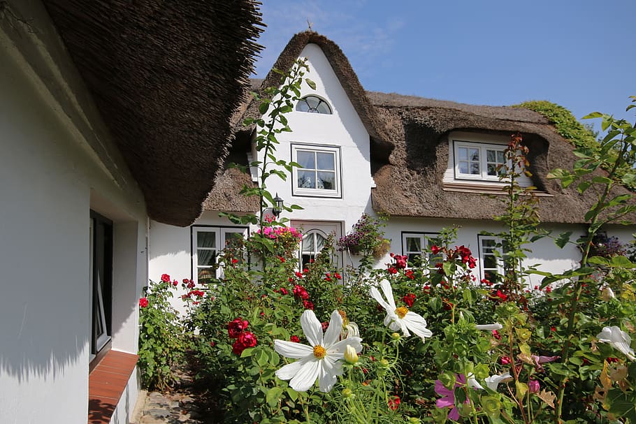 amrum, thatched cottage, thatched roof, garden, flowers, friesenhaus, HD wallpaper