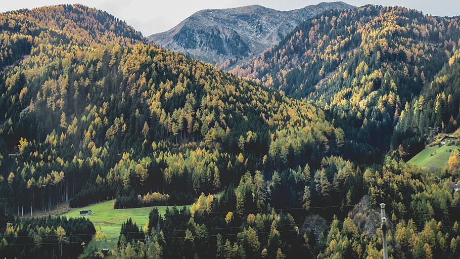 mountain, highland, trees, plants, forest, nature, landscape HD wallpaper