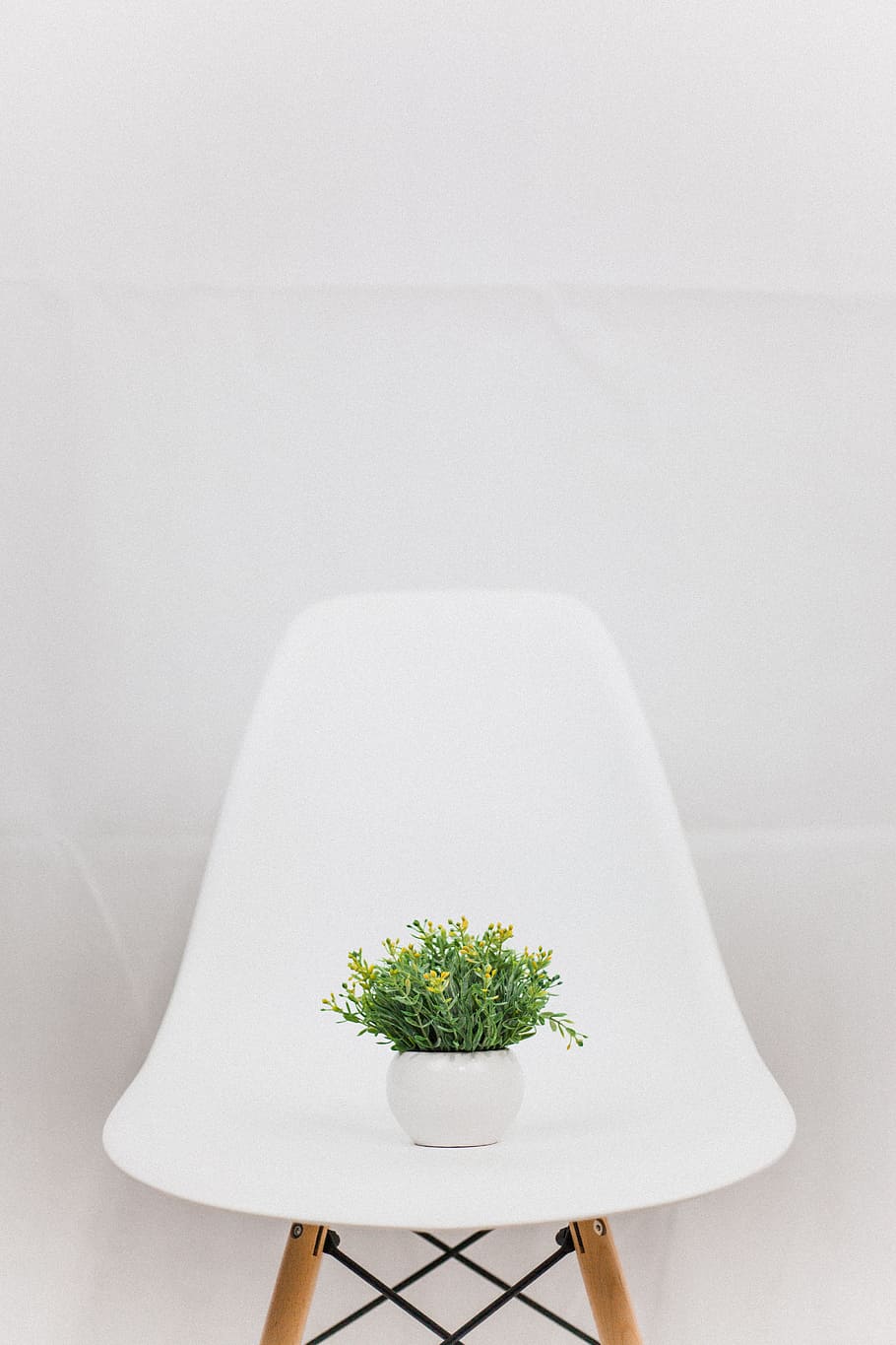 green plant, studio, room, chair, white, indoor, tree, interior HD wallpaper
