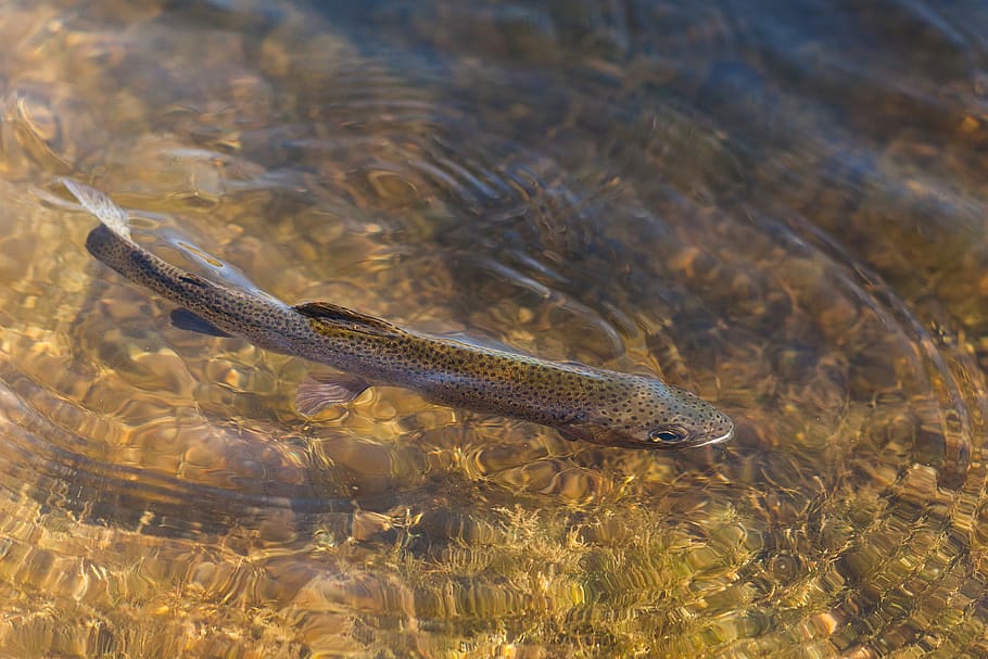 aquatic, coho, animal, outdoors, sea life, pike, Golden, Clear HD wallpaper