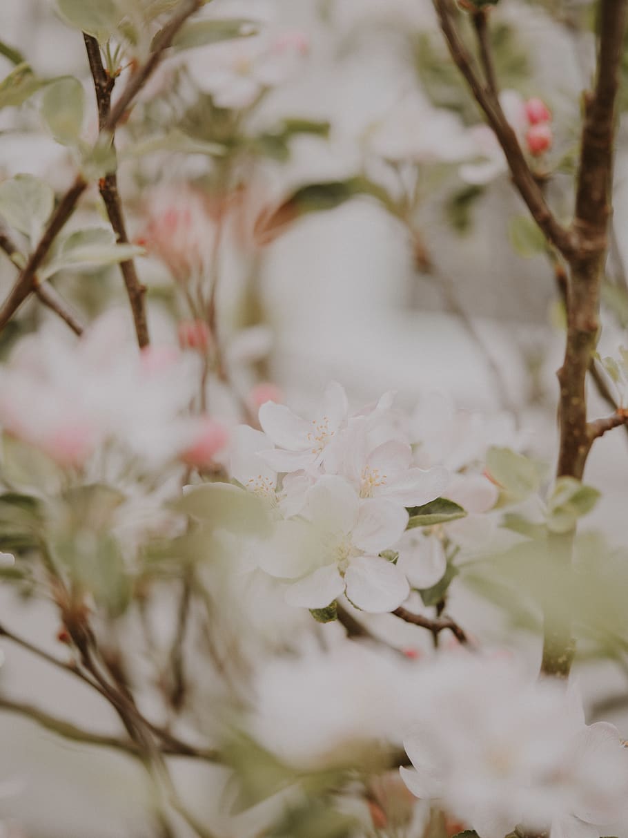 white-petaled flower, plant, cherry blossom, geranium, peony HD wallpaper