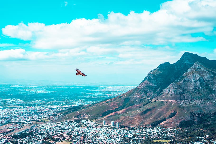 flying bird, sky, cloud - sky, scenics - nature, beauty in nature HD wallpaper