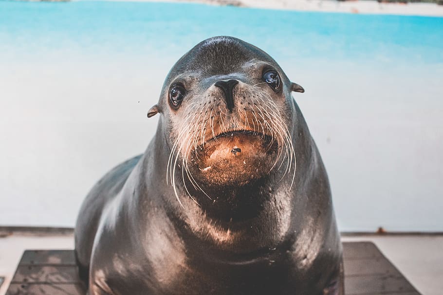 Black Seal, animal, animal photography, carnivore, close-up, daylight, HD wallpaper