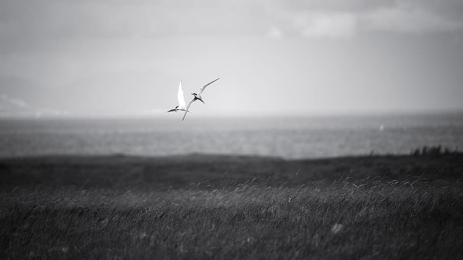 iceland, bird, sky, animal, animal themes, one animal, flying HD wallpaper