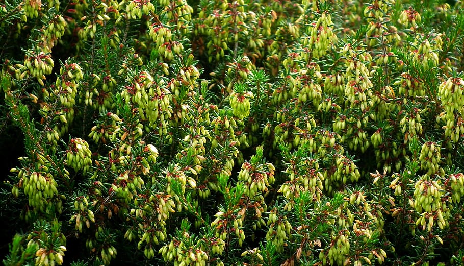 erica, plants, autumn, needle rollers, nature, garden, closeup HD wallpaper