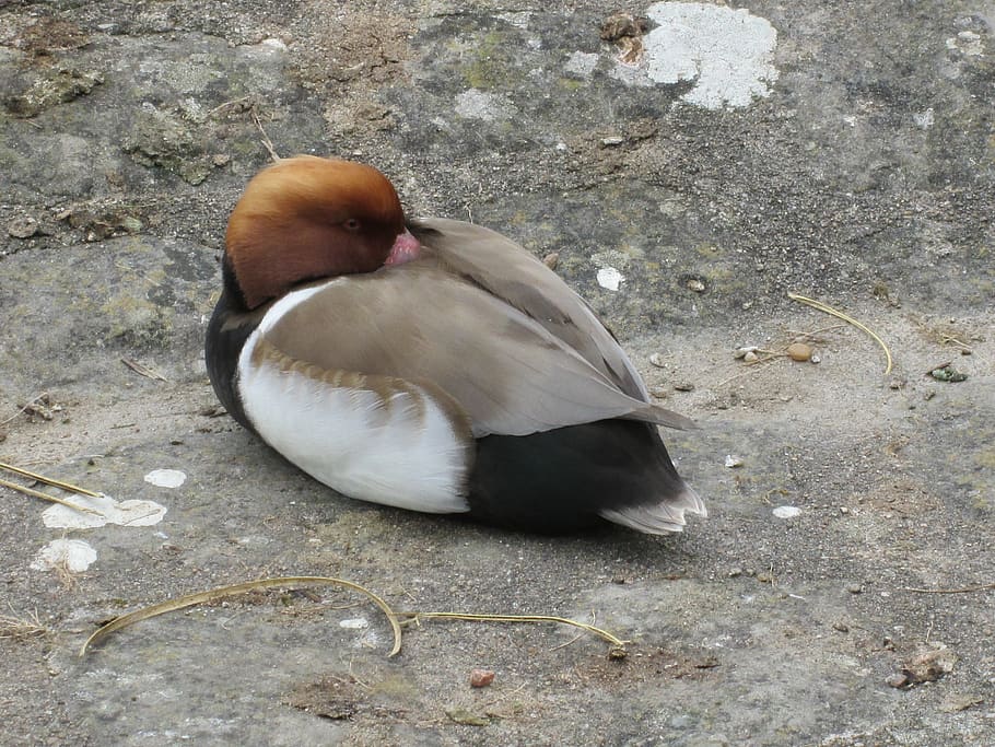 nap, castel, bird, animal wildlife, one animal, animals in the wild HD wallpaper