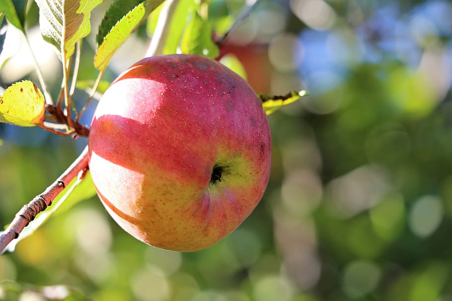 apple, red, green, fruit, fresh, delicious, tasty, vitamin HD wallpaper