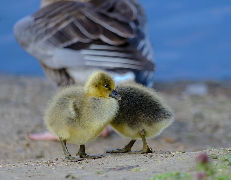 bird, young bird, young animal, animal themes, vertebrate, group of animals, HD wallpaper