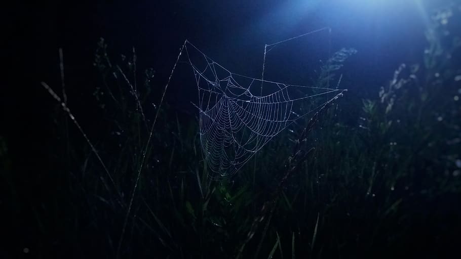 ukraine, nature, spider web, plant, night, fragility, no people HD wallpaper