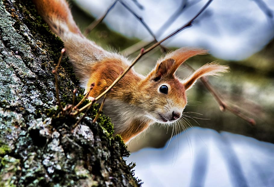 squirrel, spring, rodent, garden, animal themes, mammal, one animal HD wallpaper